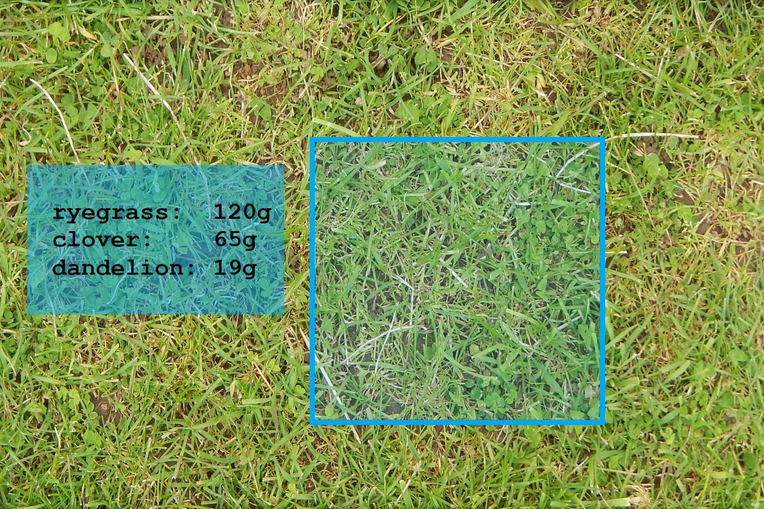 Plant Biomass Estimation
